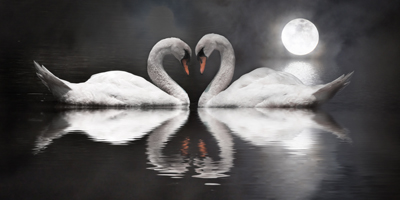 romantic swan during valentine's day